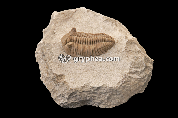 Trilobite - gryphea.org